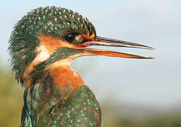 Common Kingfisher