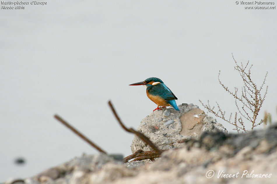 Common Kingfisher