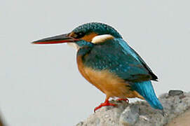 Common Kingfisher