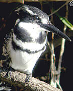 Pied Kingfisher