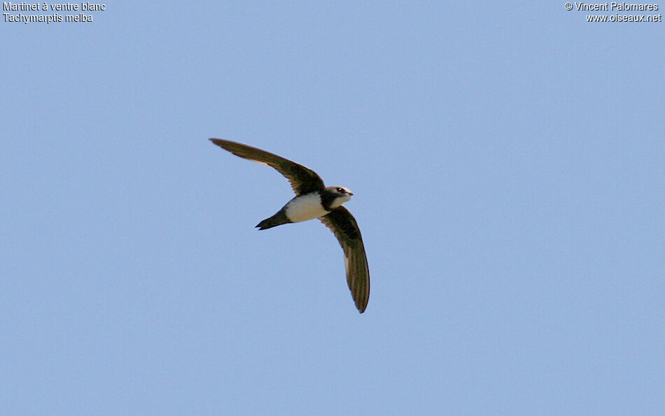 Alpine Swift