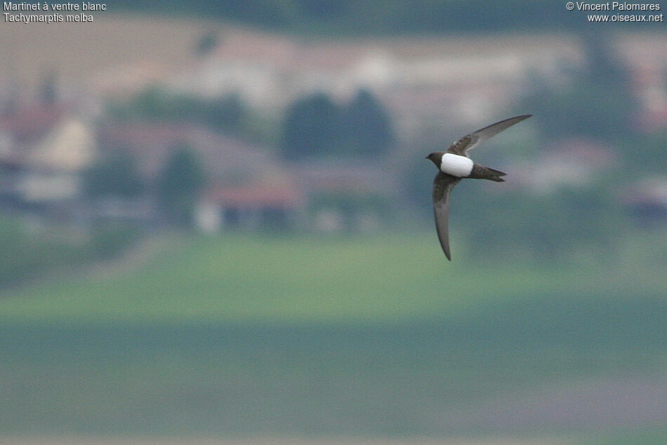 Martinet à ventre blanc