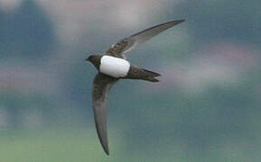 Alpine Swift