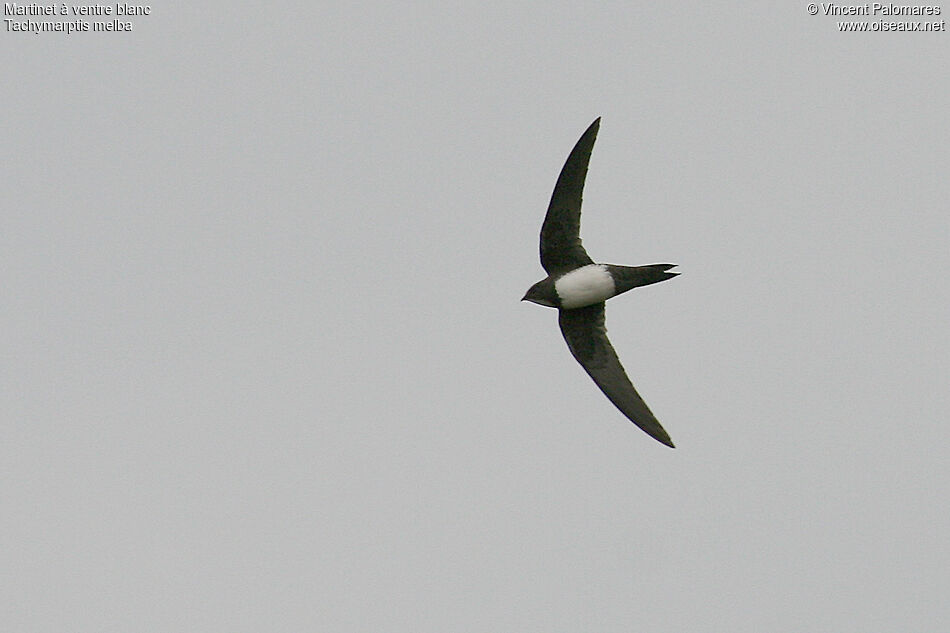 Alpine Swift