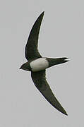 Alpine Swift