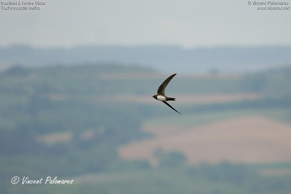 Alpine Swift