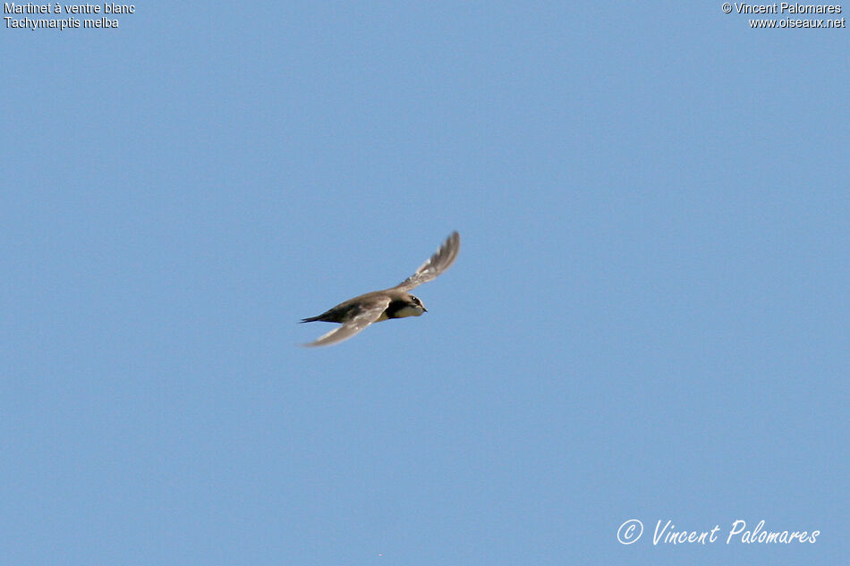 Alpine Swift