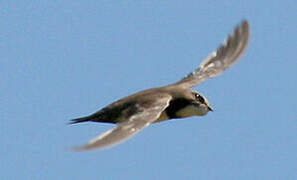 Alpine Swift