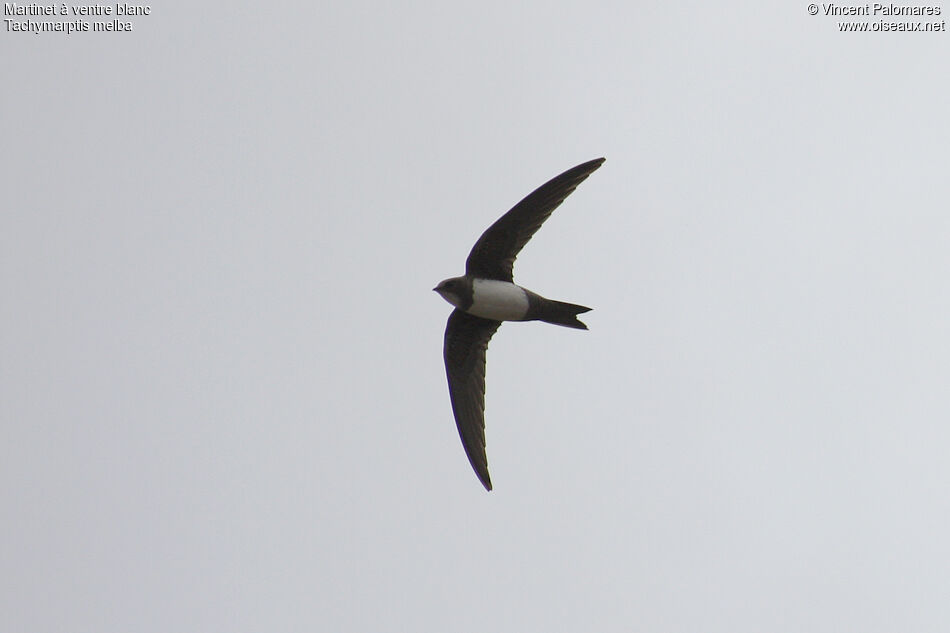 Alpine Swift