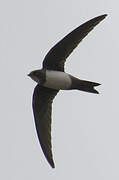 Alpine Swift