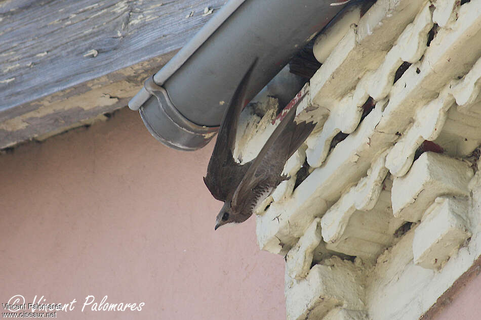 Alpine Swiftadult, Reproduction-nesting