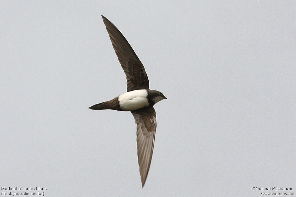 Alpine Swift