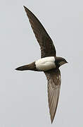 Alpine Swift