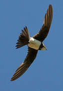 Alpine Swift