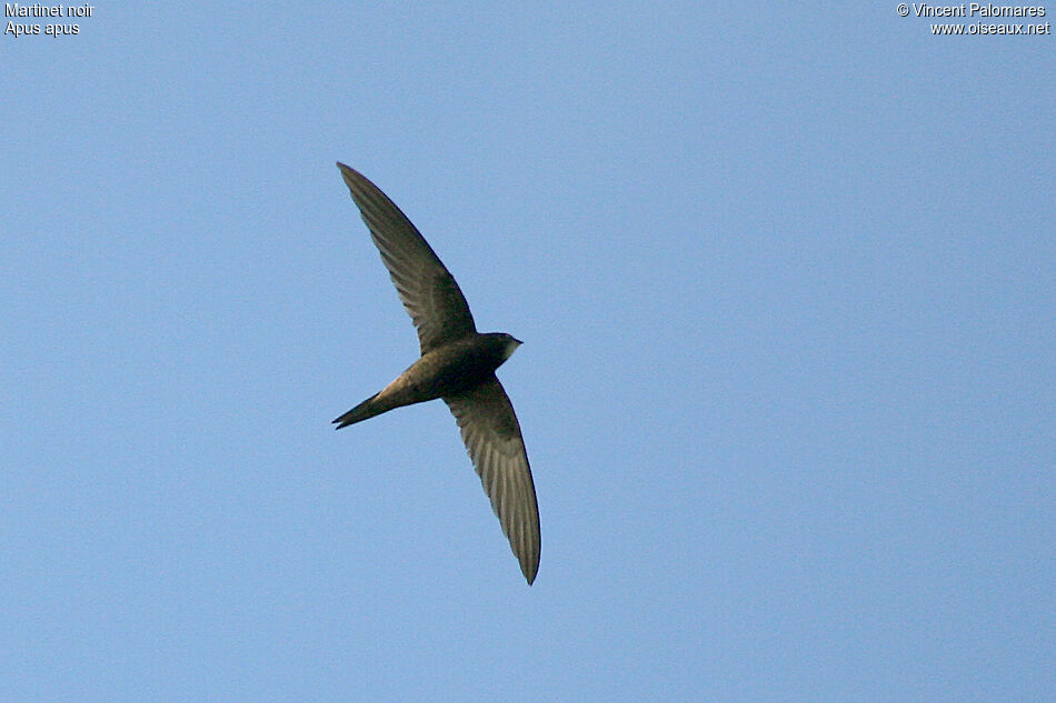 Common Swift