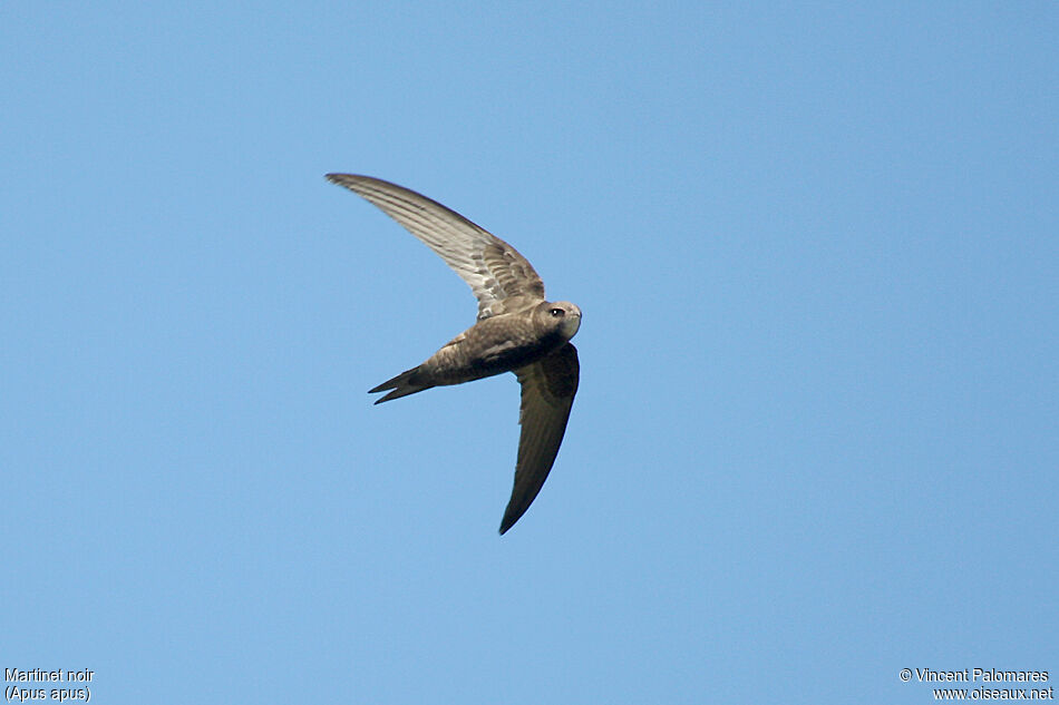 Common Swift