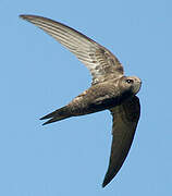 Common Swift