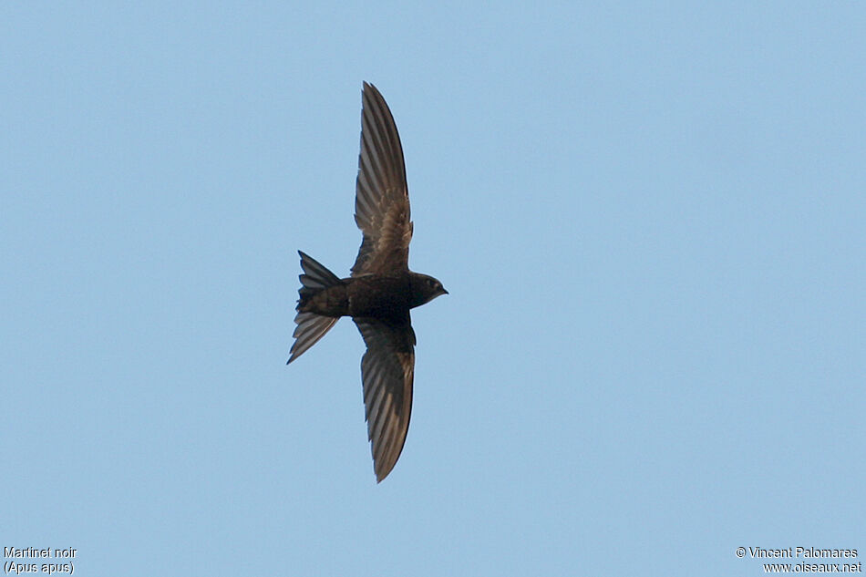 Common Swift