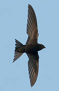 Common Swift