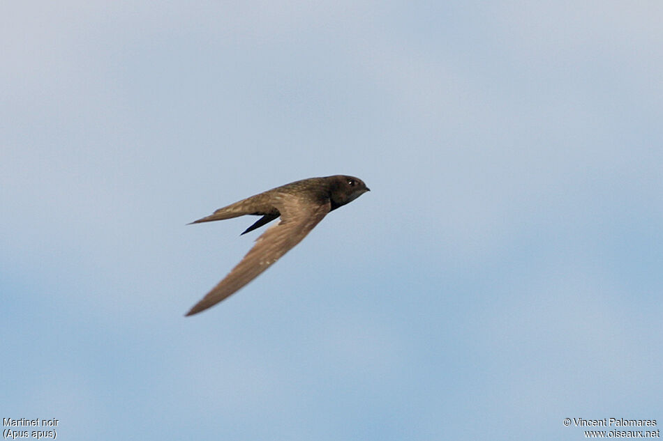 Common Swift