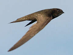 Common Swift