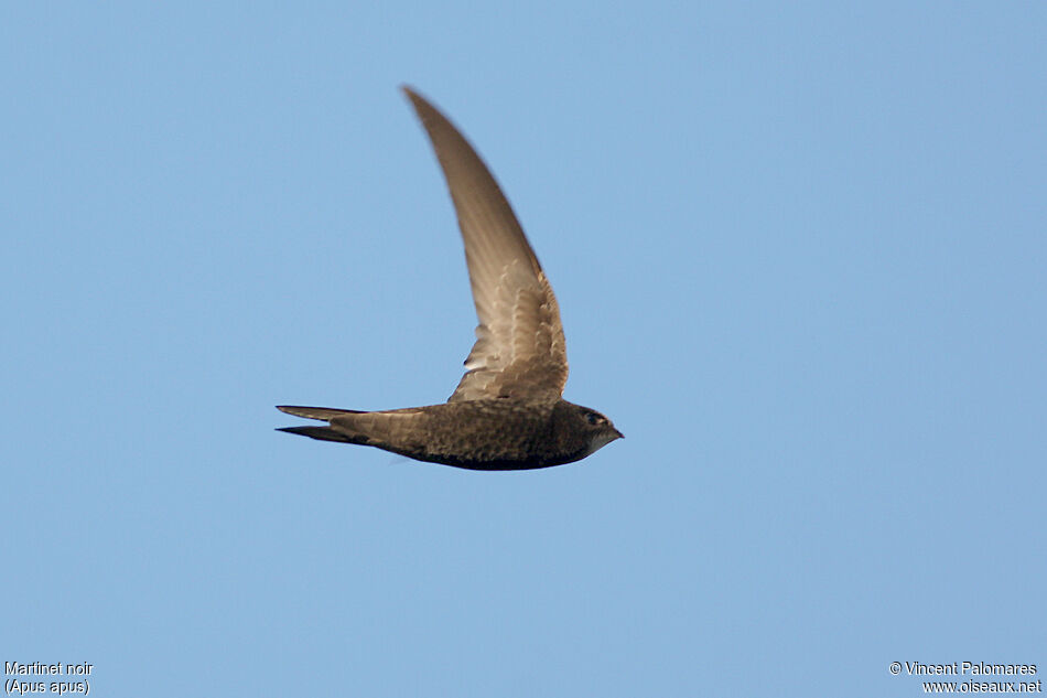 Common Swift