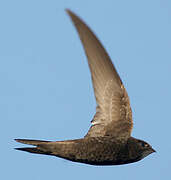 Common Swift