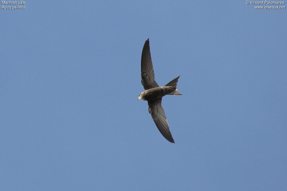 Pallid Swift