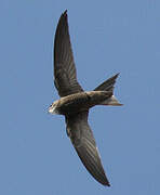 Pallid Swift