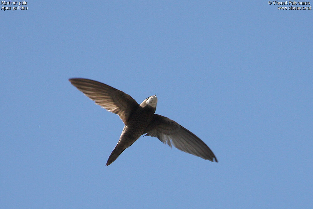 Pallid Swift