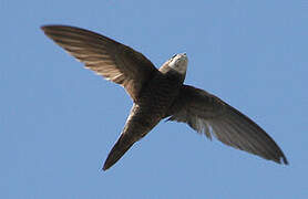 Pallid Swift