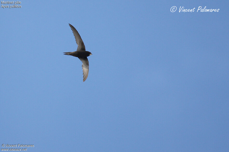 Pallid Swift