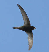 Pallid Swift