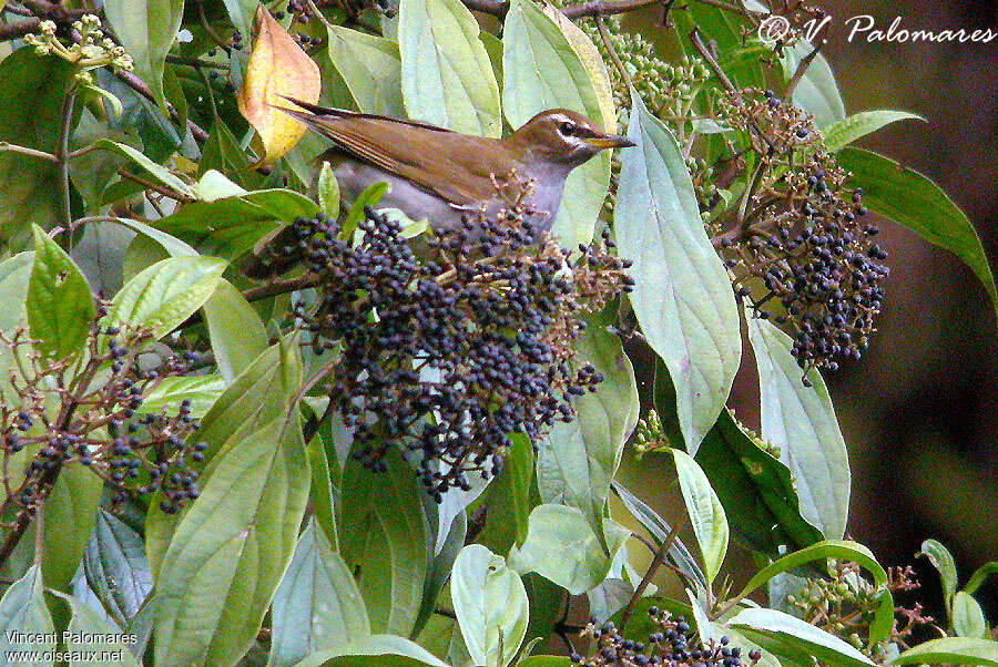 Grey-sided Thrush