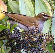 Grey-sided Thrush