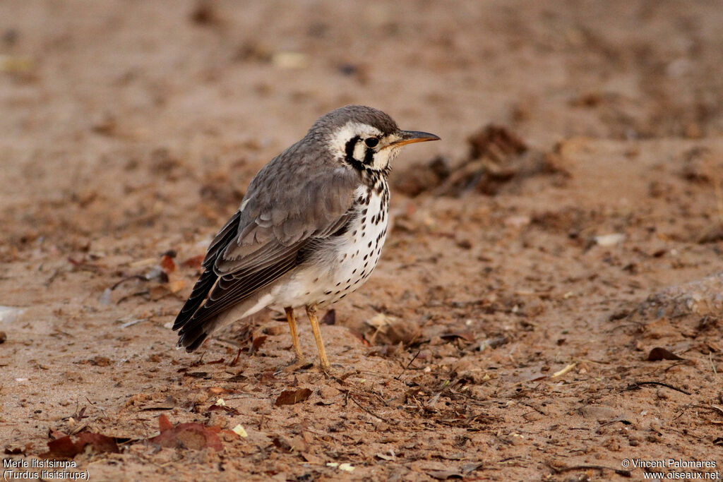 Groundscraper Thrush