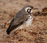 Groundscraper Thrush