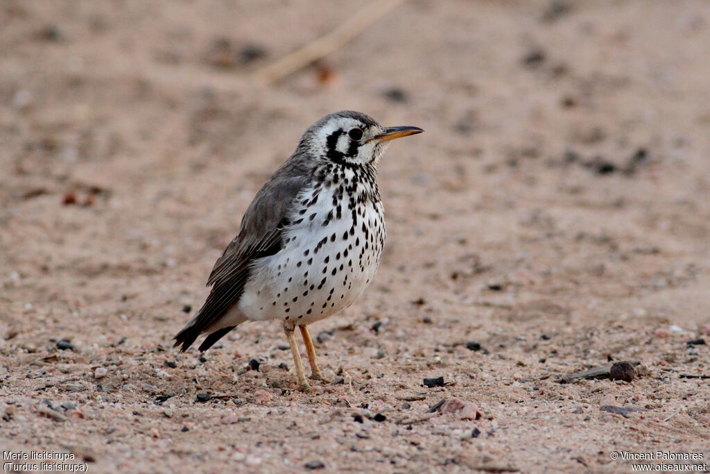 Groundscraper Thrush