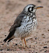 Groundscraper Thrush