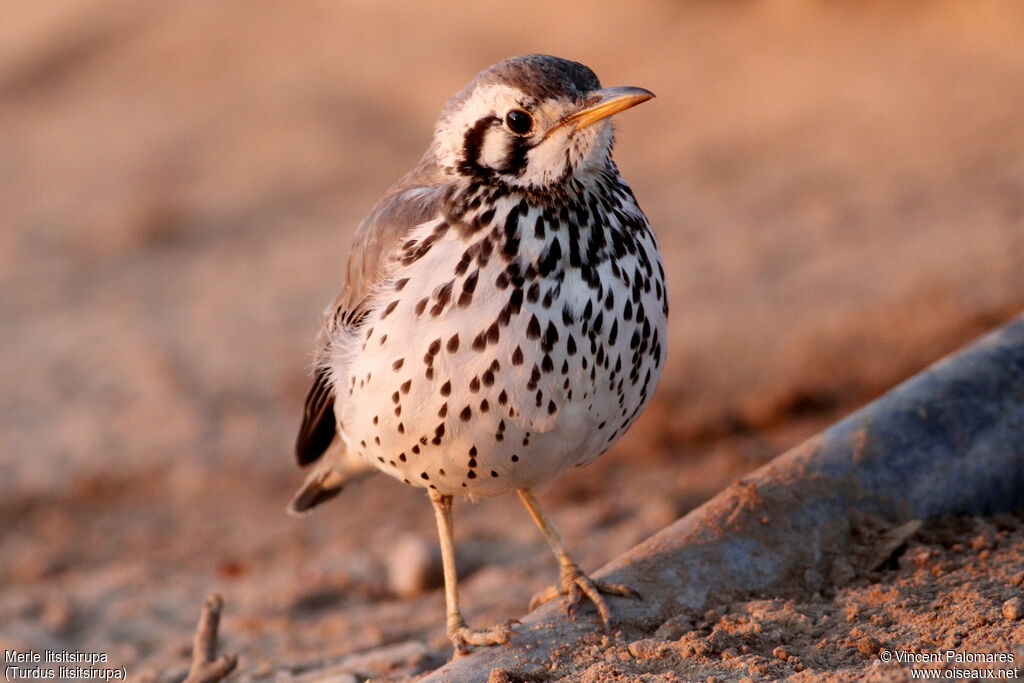 Groundscraper Thrush