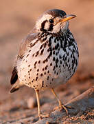 Groundscraper Thrush