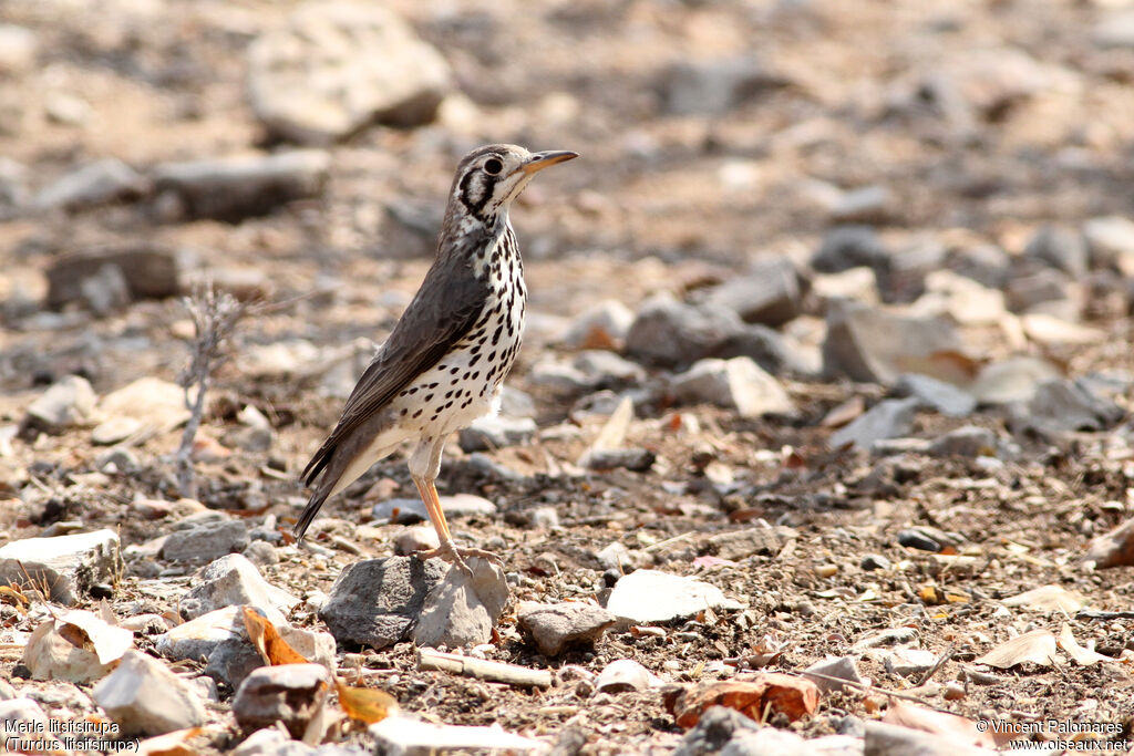 Groundscraper Thrush