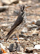 Groundscraper Thrush