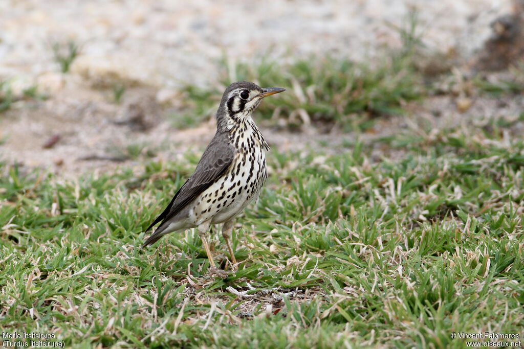 Groundscraper Thrush