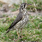 Merle litsitsirupa