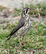 Groundscraper Thrush