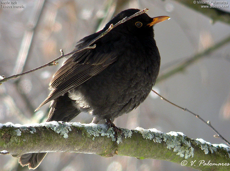 Common Blackbird