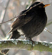 Common Blackbird