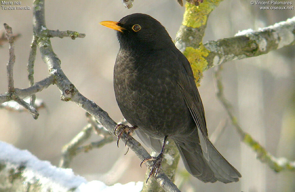 Common Blackbird