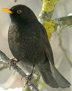 Common Blackbird